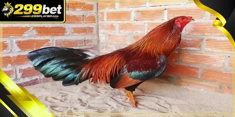 Cockfight odds movement