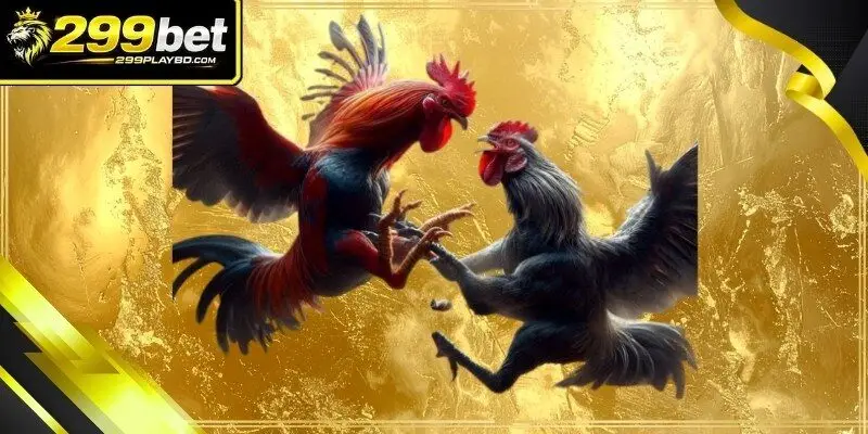 A majestic gamefowl with vibrant plumage standing in a training area